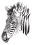 Black and white sketch of a young Zebraâ€™s face