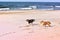 Black and white small sheltie dogs playing on beach, running, throwing, catching, carrying ball