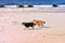 Black and white small sheltie dogs playing on beach, running, throwing, catching, carrying ball