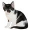 Black-white small shorthair kitten sitting isolated