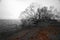 Black and white sole bald tree on waterfront in winter. Leafless branches and fallen red leaves on pebble beach in countryside