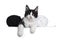 Black and white solid bicolor Maine Coon cat on white