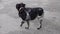 Black and white spaniel dog