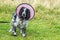 Black and white spaniel in a pink surgical head collar