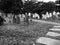 Black and white spooky cemetery with headstones, at dusk