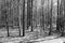 black white spooky empty winter forest shadows halloween haunted woods background