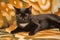 Black with a white spot on the chest cute cat on a brown background