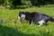 Black with white spots cat caught a field mouse and carries it in his teeth on a green glade.