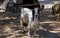 Black and white spotted beautiful goat on green summer meadow outside small family farm. oncept of agriculture and milk production