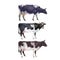 Black and white spotted cows