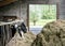 black and white spotted cows feed on hay inside dutch farm in holland