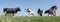 black and white spotted cows in green meadow near farm in dutch province of zeeland