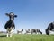 black and white spotted cows in green meadow near farm in dutch province of zeeland