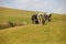 Black and white spotted cows on a pasture. St Bees,  west coast of England