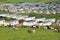 Black and white spotted cows on a pasture. St Bees,  west coast of England