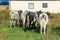 Black and white spotted cows on a pasture. St Bees,  west coast of England