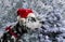 Black and white spotted dog breed Dalmatian in a Santa Claus hat