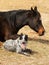 Black and white spotted dog lying down next to her sleeping Arabian horse friend