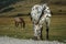 Black and white spotted foal