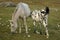 Black and white spotted foal sucking milk