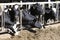 Black and white spotted holstein cows feed in half open barn on dutch farm in holland