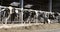 Black and white spotted holstein cows feed in half open barn on dutch farm in holland