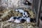 Black and white spotted pigs in the stable