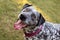 Black and white spotted shelter dog in a garden