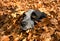 Black and white spotted Texas Heeler dog inside a pile of fallen leaves