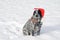 Black and white spotted Texas Heeler sitting in snow, wearing a Santa hat