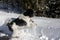 Black and White Standard Poodle in Snowbank