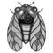 Black and White Steampunk Cicada Hand Drawn Illustration. Cicada Drawn by Pencils