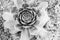 Black and white Stone Rose Rosette, top view. Succulent plant, close-up. Succulents background for post, screensaver