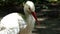 A Black And White Stork Standing on a Lake Bank, Looking Somewhere