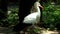 A Black And White Stork Walking Along Trees Cautiously in Summer in Slo-Mo