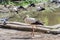 Black and white stork walks near the lake