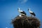 Black and white storks in nest on blue sky background