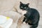 Black and white stray cat standing by a yellow flower and ooking at camera with curious eyes while meowing on the street