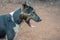 Black and white stray dog yawning, India