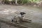 Black and white Stray thin dogs in thailand