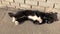 Black and white street cat basking in the last warm rays of the autumn morning sun