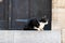Black and white street cat on  door Stairs
