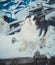 Black and white street homeless cat.  Homeless  stray cat on the rustic street