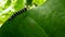 Black and white striped caterpillar on leaf