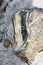 Black and white striped chert nodule within Stearing Island Limestone conglomerate with a Canadian coin for scale