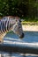 Black and white striped live zebra in the zoo walks