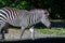 Black and white striped live zebra in the zoo walks