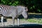 Black and white striped live zebra in the zoo walks