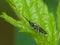 Black and White Striped Wasp on a Leaf