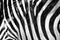 Black and white stripes, patterns and textures of a Zebra